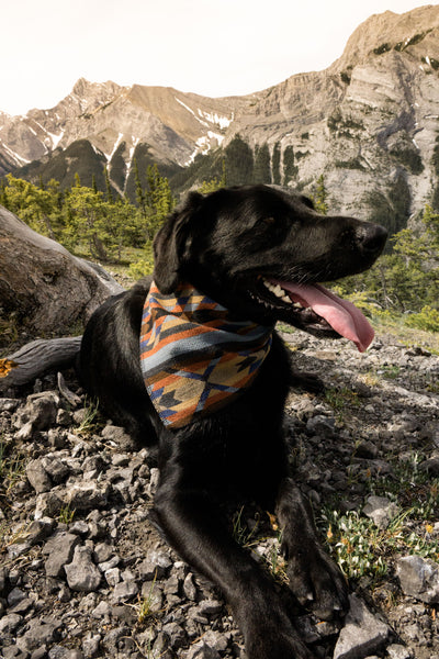 Bandana - Wasootch